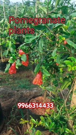 "Pomegranate Plant Growth Stages | Full Farming Process Explained" #viralshort #trandingshorts #yt