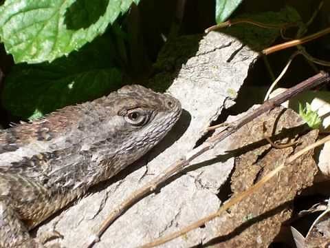 The Texas Spiny Lizard: A Garden Friend