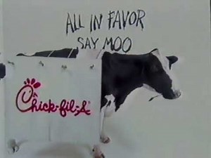 What do cows really think about Chick-Fil-A?