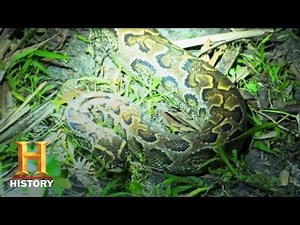 Swamp People: Serpent Invasion: GIANT HYBRID PYTHONS INVADE EVERGLADES (Season 1) | History