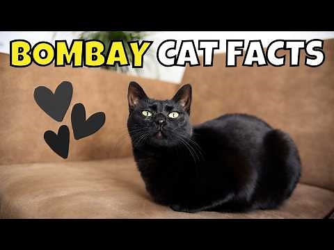 10 Fun Facts About Bombay Cats: The Enchanting Mini Panthers