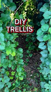 DIY Grape trellis that will work for any backyard. #backyardgarden #gardening #diyideas #grapetrellis #gardening | Tdgn Greenhouse