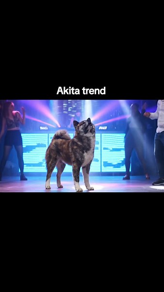 Dancing Waka Go #japan #sakura #shikoku #breeding #lightsoff