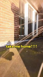 303K views · 741 reactions | Another beautiful day packed with car adventures  Ros hopes he’ll never find that last spot again, he thinks it was cursed 慄‍♀️ #catcam #catlife #catlover | Ros Adventure Cat | Facebook