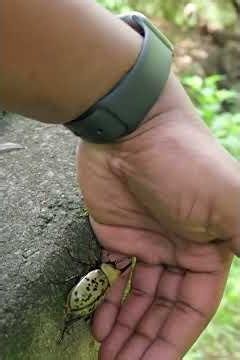 Dynastes tityus, The Eastern Hercules beetle