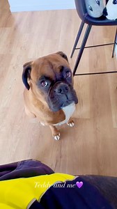 “❤️”. #teddymyboyboxerlover #boxerdog #doglover #fblifestyle@top fans | Teddy and Me