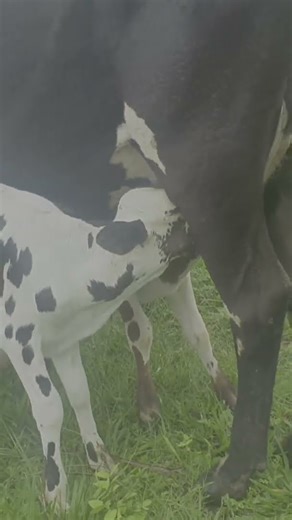 From Bottle Calf to Proud Mom: Watch Her Nursing Her Own Calves! 🐄❤️