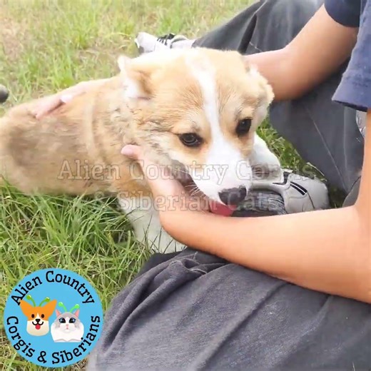 ❤️Corgi Puppy Love | Organic Pembrokes with Tails by Alien Country Corgis & Siberian Cats