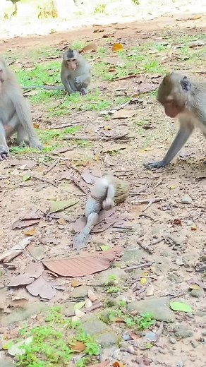 Hilarious Monkey and Frog Videos | Funny Animal Compilation