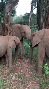 A lesson in patience and thoughtfulness – something we can all aspire to show. With seemingly infinite forbearance as the youngest goes first, the older Nursery orphans including Maisha and Nabulu have formed an orderly line as they patiently wait for their turn on one of the many scratching posts (trees) that dot the forest! While it can take some individuals a little longer than others to learn the art of self-restraint, ultimately this sense of community is pivotal to the success of elephant 