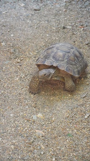 🐢 Let’s shell-ebrate the desert tortoise together! Here’s how you can join The Living Desert in protecting and preserving local desert tortoise populations: ➡ 𝗖𝗼𝘃𝗲𝗿 𝗬𝗼𝘂𝗿 𝗧𝗿𝗮𝘀𝗵 - Though ravens are a natural predator of the desert tortoise, thanks to the abundance of resources provided by humans, the California desert raven populations are roughly 17 times larger than they were 50 years ago and are now the leading cause of tortoise mortality. ➡ 𝗢𝗯𝘀𝗲𝗿𝘃𝗲 𝗳𝗿𝗼𝗺 𝗮 𝗗𝗶𝘀𝘁𝗮�