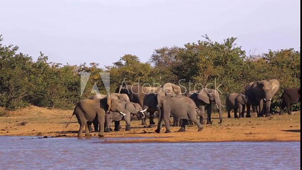 African bush elephant herd with two fighting in lake side in Kruger National park, South Africa ; Specie Loxodonta africana family of Elephantidae