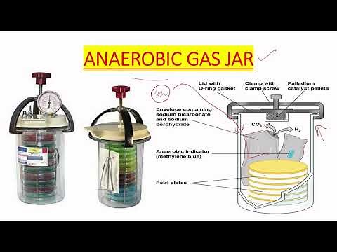 ANAEROBIC GAS JAR USE IN MICROBIOLOGY IN ENGLISH