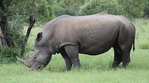How to save the endangered Rhinos of South Africa? Send them to Australia