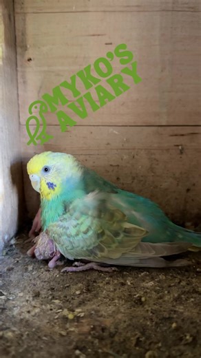 Rainbow Parakeets “best foster ever” | Myko's Aviary