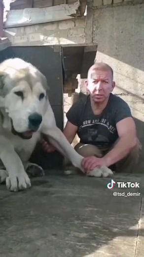 Giant Kangal Dog - Sivas Kangal Breed Information and Characteristics