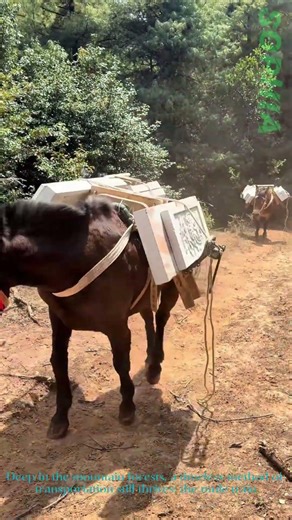 Mountain Mule Train Transport!Traditional Pack Animals on Dirt Trails