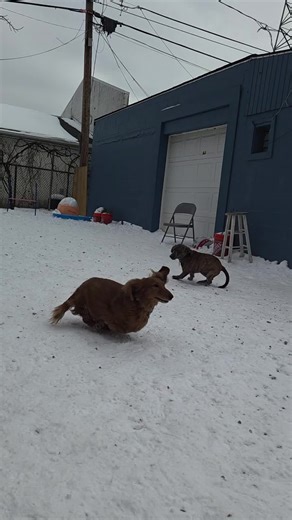 These are some tired out pups over here!! 15$ daycare for the win! 🐶🐾 #dogdaycaresoftiktok #doggydaycare #Toledo #fyp #ohio