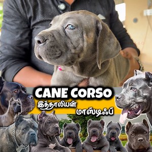 5.8K views · 48 reactions | Hello Friends! Welcome back! Ashley 9042010420 Coimbatore #prasanth360 #canecorso #dogs #coimbatore #pets #canecorsolove #tamil | Prasanth360 | Facebook