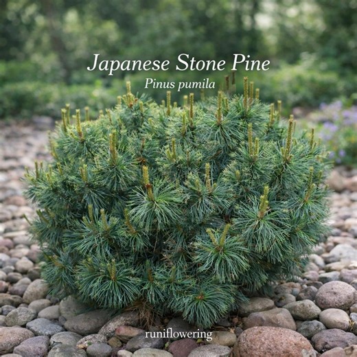 10 Japanese Stone Pine Seeds, Dwarf Alpine Evergreen Tree Bonsai Ready, Pinus Pumila - Etsy