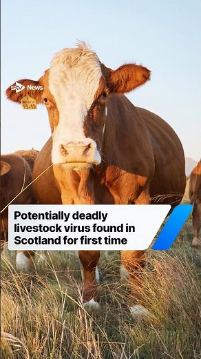 Potentially deadly livestock virus found in Scotland for first time #shorts #breaking #news