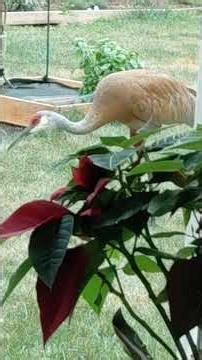 Squirrel Intimidated By Sandhill Cranes