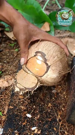 Awesome removing fresh coconut