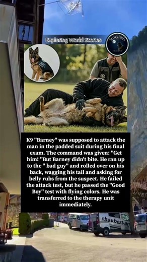Barney failed his attack test but passed as a "Good Boy" for therapy work