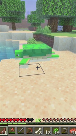 This Island Is Full of Turtles 🐢