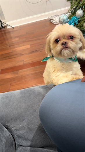 Funny Dog Reactions: Hilarious Shih Tzu Moments