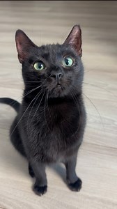 6.4M views · 137K reactions | Cat and hair ties ‍⬛ #cats #FunnyCats #catmom #lifewithcats #blackcat #funny #catsoffacebook | NiceRascals cats | Facebook