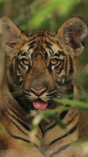 Eye Contact with Bengali Tiger