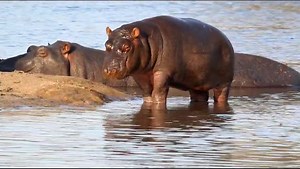 🦛🌥️ Exploring the Wild at Idube Game Reserve! 🌍 Guests to Idube Game Reserve brought us face to face with this adorable little Hippo, making the most of a cloudy day! 😄 Did you know that Hippos are one of the fastest-growing mammals in the animal kingdom? 📈 In just one year, they can pack on up to 100kg, and in the span of a decade, they can reach an astonishing 1000kg! 🏋️‍♀️💪 Nature never ceases to amaze us with its incredible creatures and their remarkable abilities. 🌿🐾 Share your tho