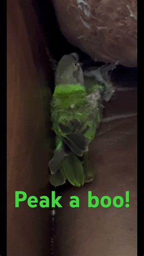 Angry bird! #bird#birds#parrot#angrybirds#today#angry#love#birdlovers#parrotlover#home#fyp#fypシ