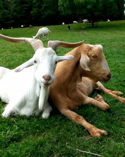 New study shows goats have a soft spot for positive human facial expressions