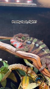 Can you guess how long it takes for a chameleon to change its color? 🎨 They can do it more quickly than you probably think! This male Panther Chameleon is a great example and has some pretty gorgeous coloration. #wow #amazing #lizard #pets #science | The Tye-Dyed Iguana