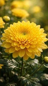 Can Flowers Glow? 🌼 These Yellow Chrysanthemums Do