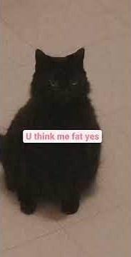 local pussies getting pounded 🔥😼