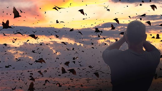 Deadly 60 - Series 6: 4. Bat Spectacular