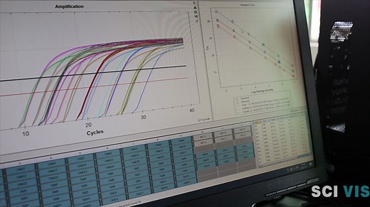 【科学可视化】Biorad伯乐荧光定量PCR仪 数据分析处理