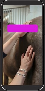 5 Equine Insta Success Kit Videos on Phone Screens