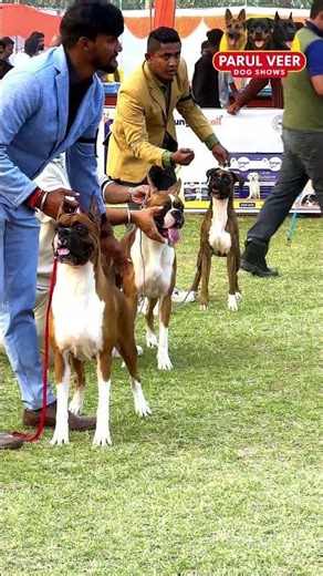 Boxer Dog at show