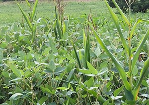 Game Changer Forage Soybeans are a great option for those wanting to plant a high protein warm season forage. | http://bit.ly/GCsoybeans | ~ Mossy Oak GameKeepers | Stratton Seed Company | Mossy Oak BioLogic
