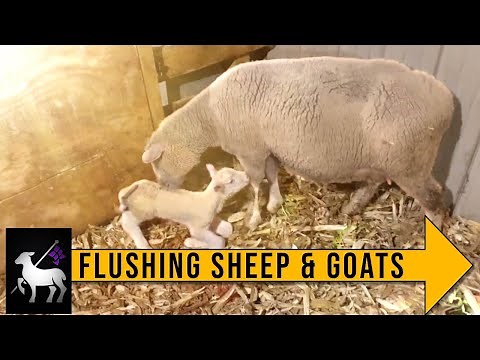 Flushing Sheep and Goats