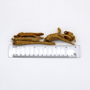 Whole Root Wisconsin American Ginseng - Size Medium