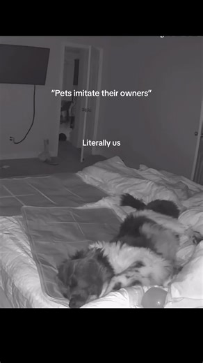 Bashful Dog Mimics Owners' Habits