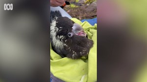 Left-footed, monogamous, cranky Kangaroo Island glossy black cockatoo population grows