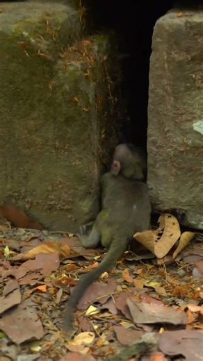 Monkey species: The baby monkey sulked when its mother stopped holding it.
