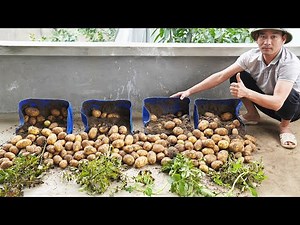 Growing Potatoes In Plastic Containers Saves Costs And Increases Productivity 5 Times
