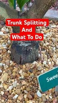 Trunk splitting is normal and healthy!